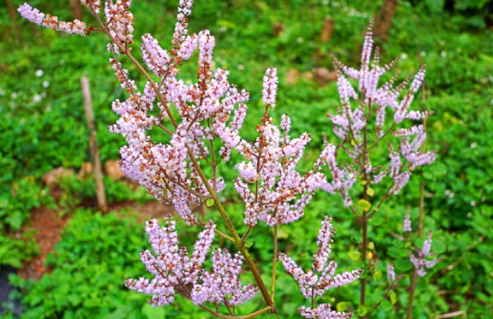 麝香木澆水技巧