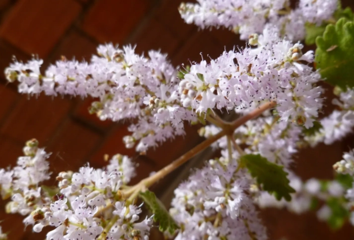 麝香木繁殖方法 麝香木繁殖方法