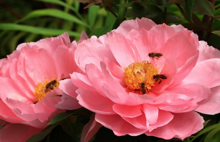 清明連假賞花景點
