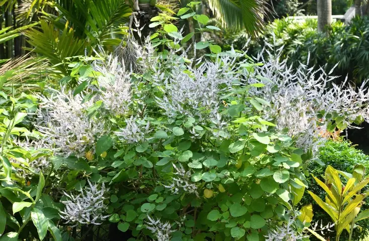 麝香木繁殖方法 麝香木繁殖方法