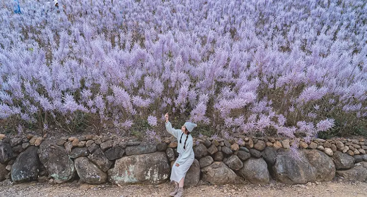 麝香木修剪方法