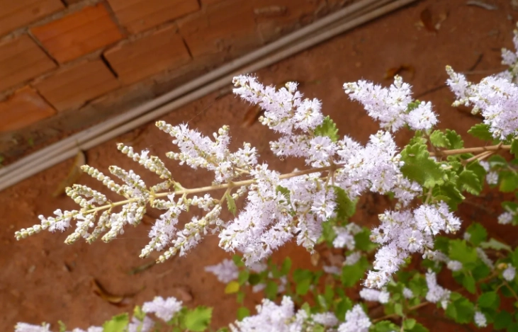 麝香木修剪方法