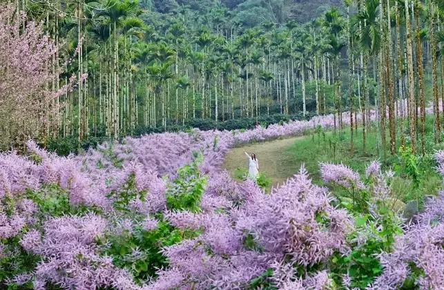 麝香木多久澆一次水