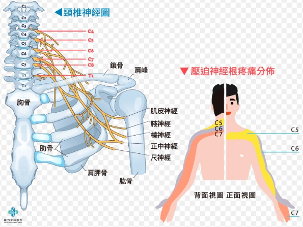 緩解頸椎疼痛穴道