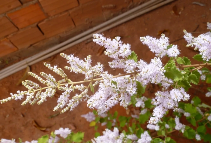 麝香木種植技巧 麝香木種植技巧