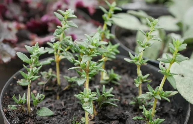 麝香木澆水技巧