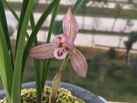 蘭花花苞不開花原因