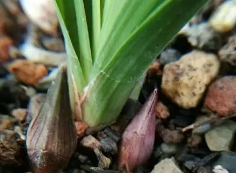 蘭花花苞掉落怎麼辦