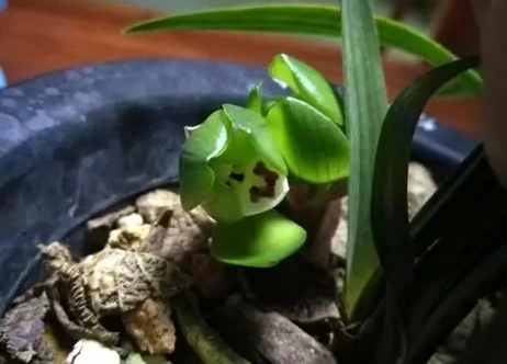 蝴蝶蘭花苞不開