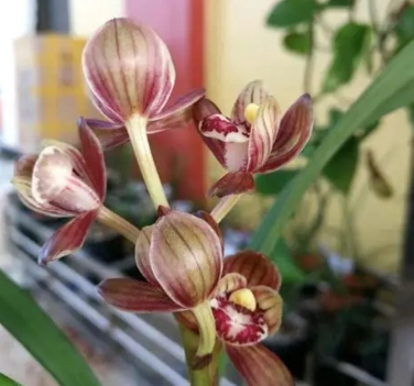 蘭花花苞掉落怎麼辦