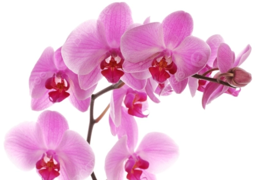 蘭花施肥時間表