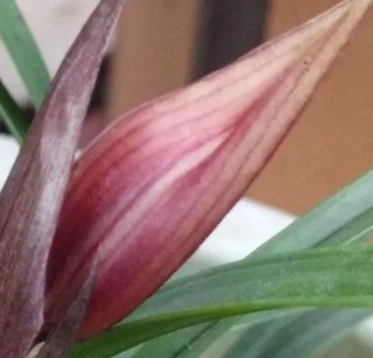 蘭花花苞不開花