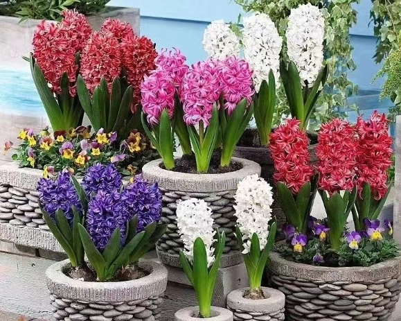 室內花園