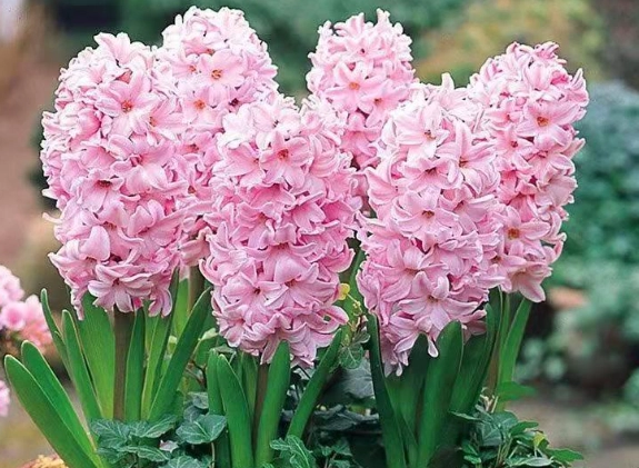室內花園