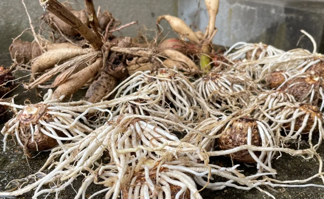 鬱金香球根挖起時機