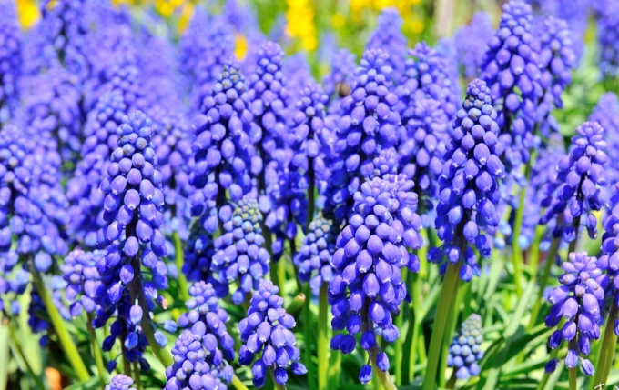 風信子花語 風信子花語