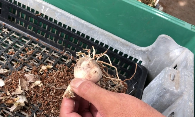 球根保存方法