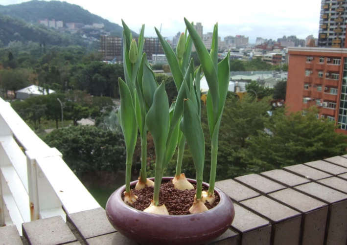 土耕鬱金香技巧 土耕鬱金香技巧