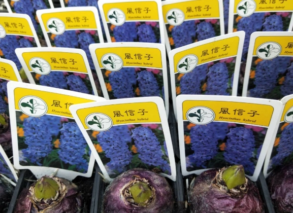 換盆時機 換盆時機
