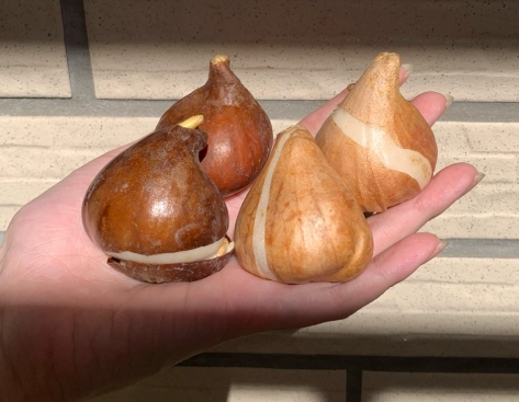 鬱金香照顧 鬱金香照顧