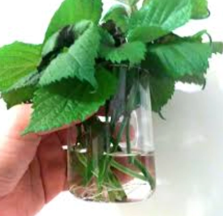 紫蘇種植技巧