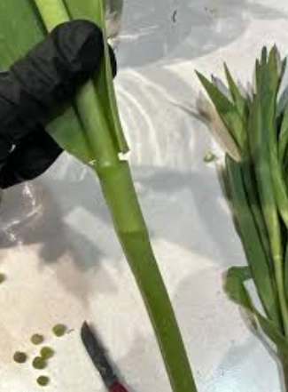 鬱金香球根 鬱金香球根