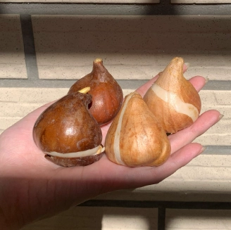 鬱金香明年再開花 鬱金香明年再開花
