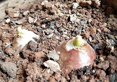 鬱金香種球保存