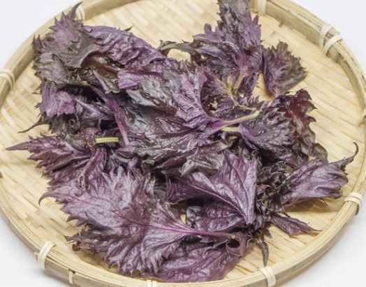 紫蘇怎麼種 紫蘇怎麼種