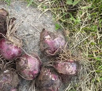 風信子種植技巧 風信子種植技巧