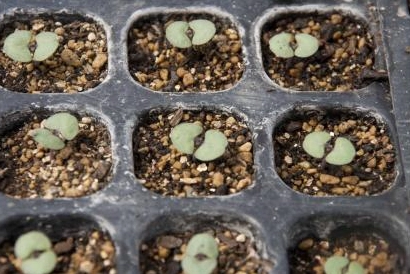 紫蘇種植方法 紫蘇種植方法