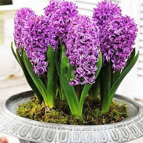 風信子花期控制 風信子花期控制