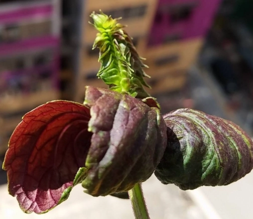 紫蘇種植問題