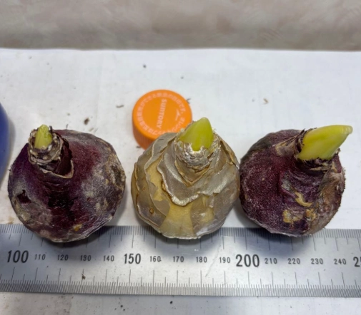 鬱金香球根分球