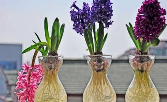 風信子種植技巧 風信子種植技巧