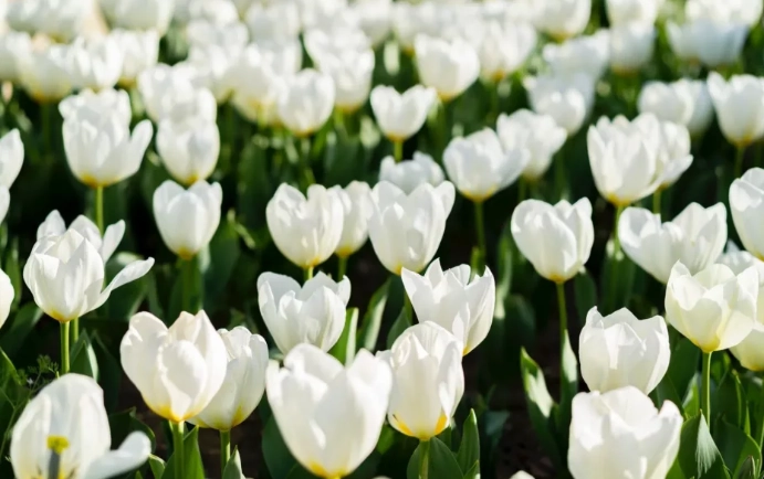 台灣鬱金香花季 台灣鬱金香花季