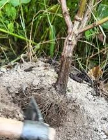 紫蘇種植問題