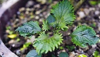 紫蘇開花