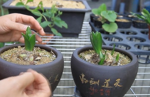 風信子球根如何保存 風信子球根如何保存