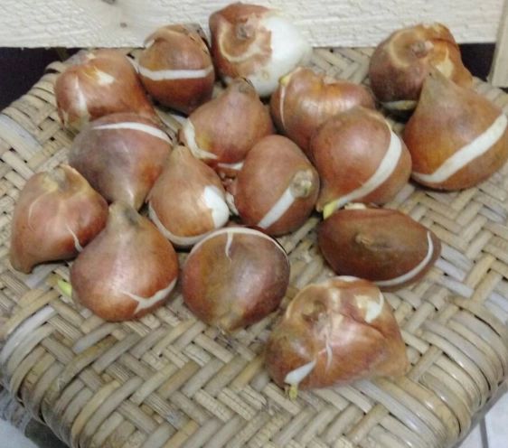 鬱金香開花後處理