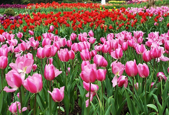 鬱金香花海 鬱金香花海