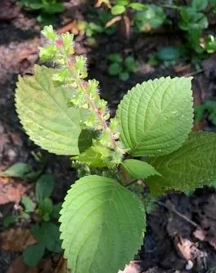 葉子下垂處理