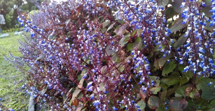 紫蘇開花