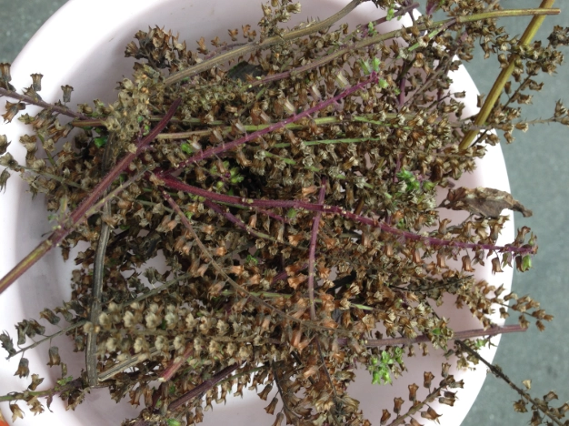 紫蘇種植技巧