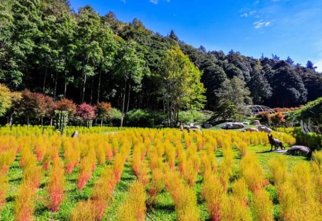 台灣鬱金香花季 台灣鬱金香花季