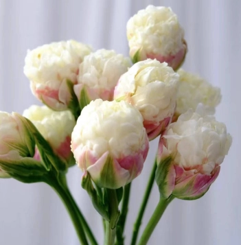 鬱金香花海 鬱金香花海