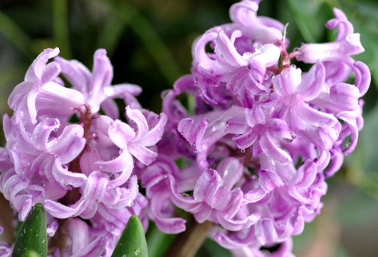 風信子花期控制 風信子花期控制