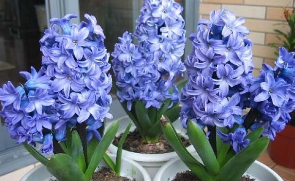風信子花期