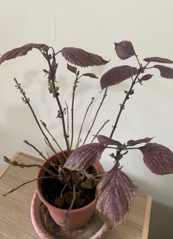 紫蘇種植問題