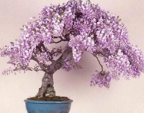 紫藤照顧